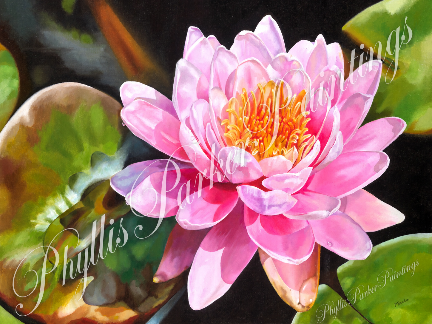 Pink Water Lily 30x40