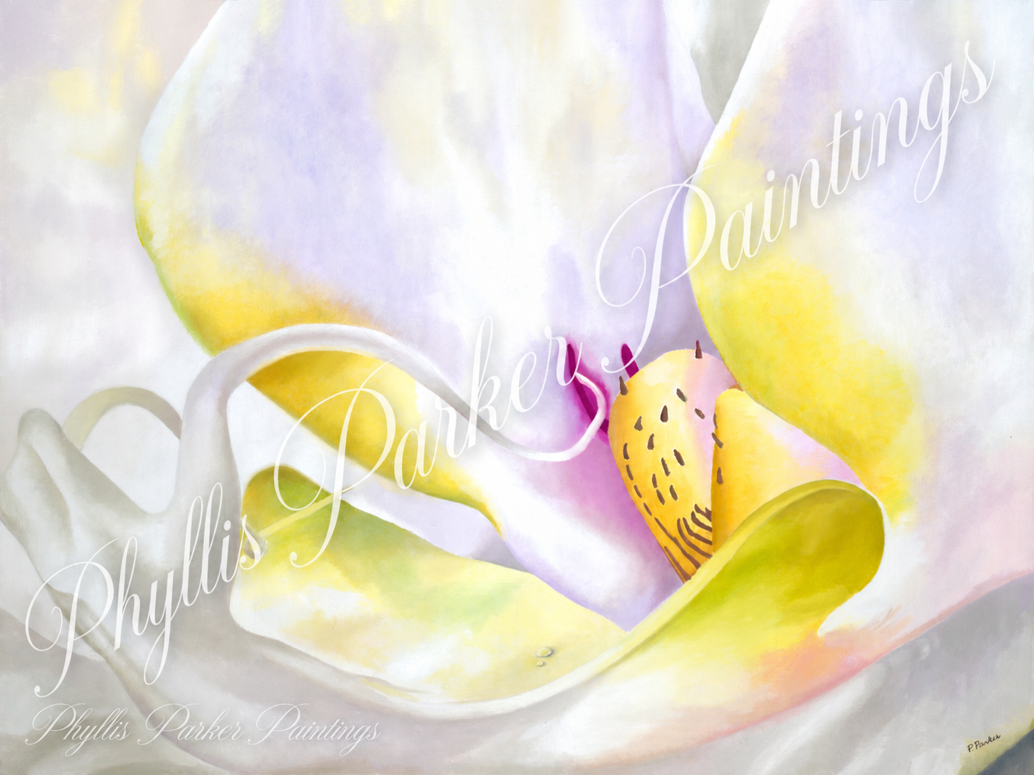 White Phalaenopsis 30x40