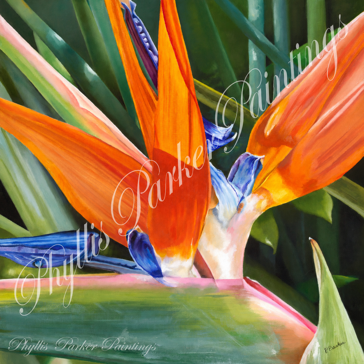 Bird of Paradise II 20x20