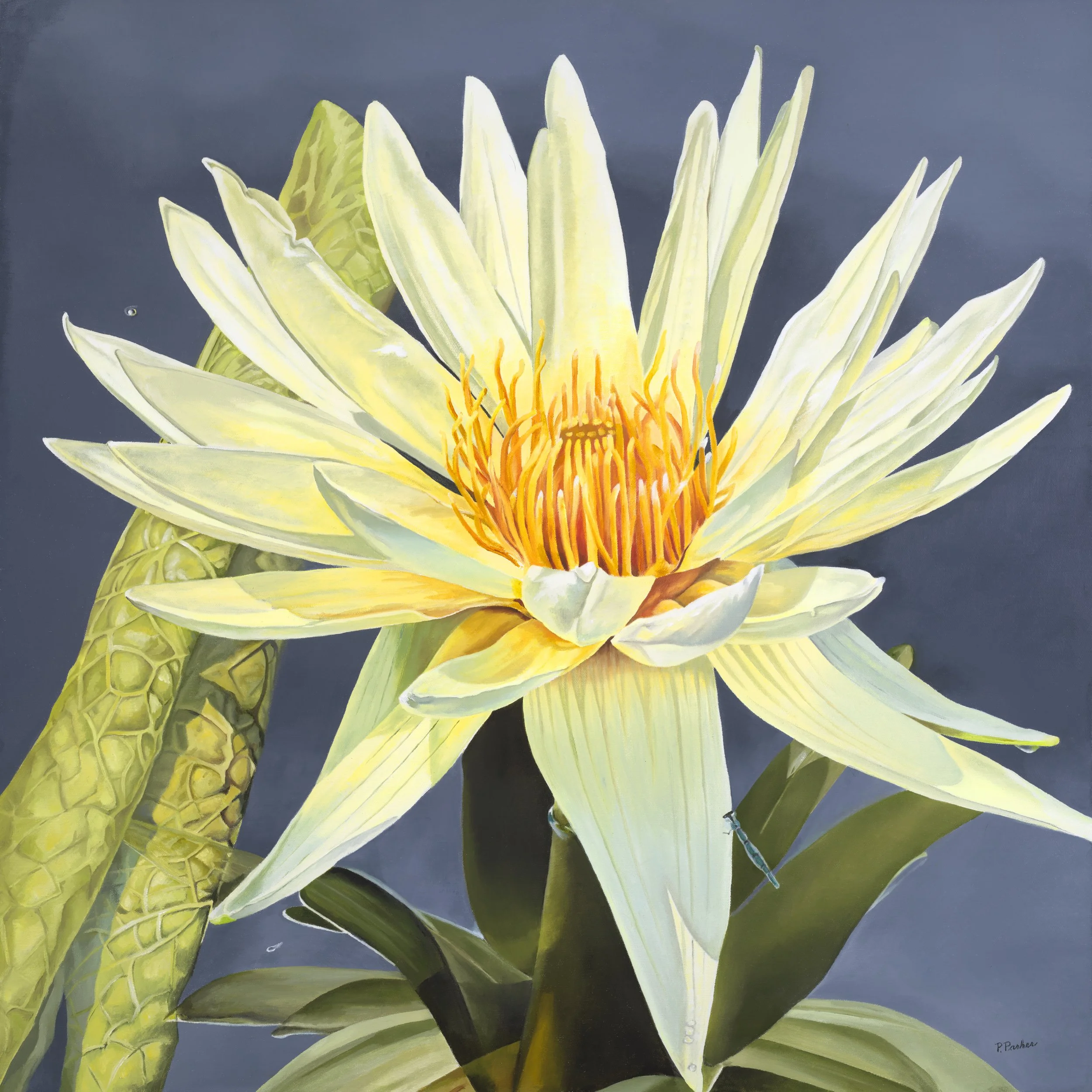 Water Lily 36x36