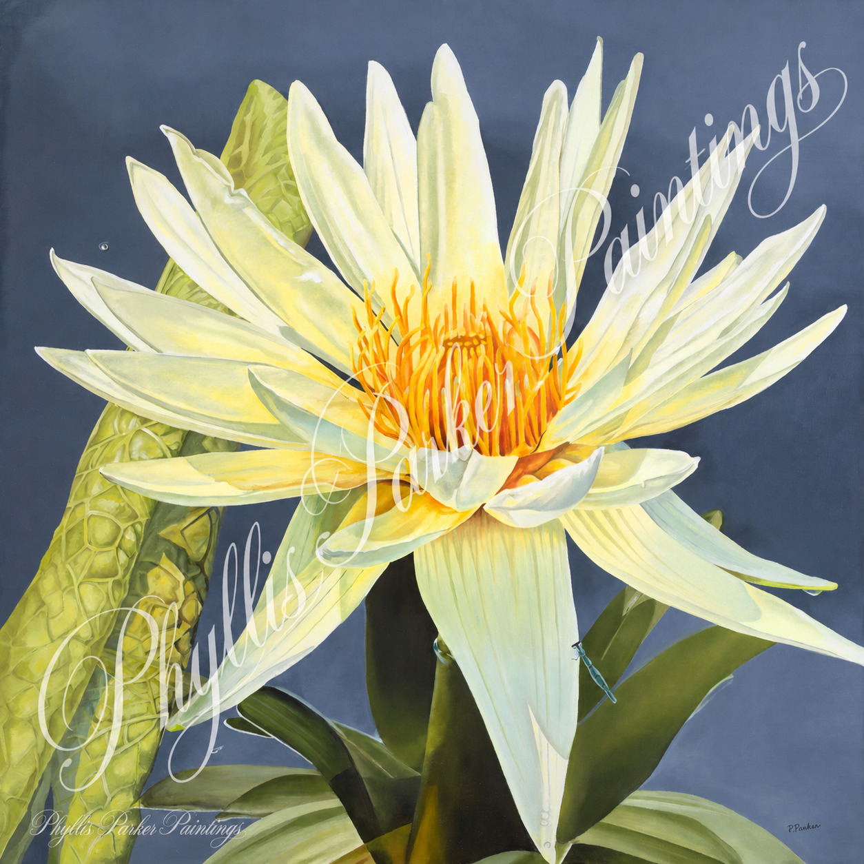Water Lily 36x36