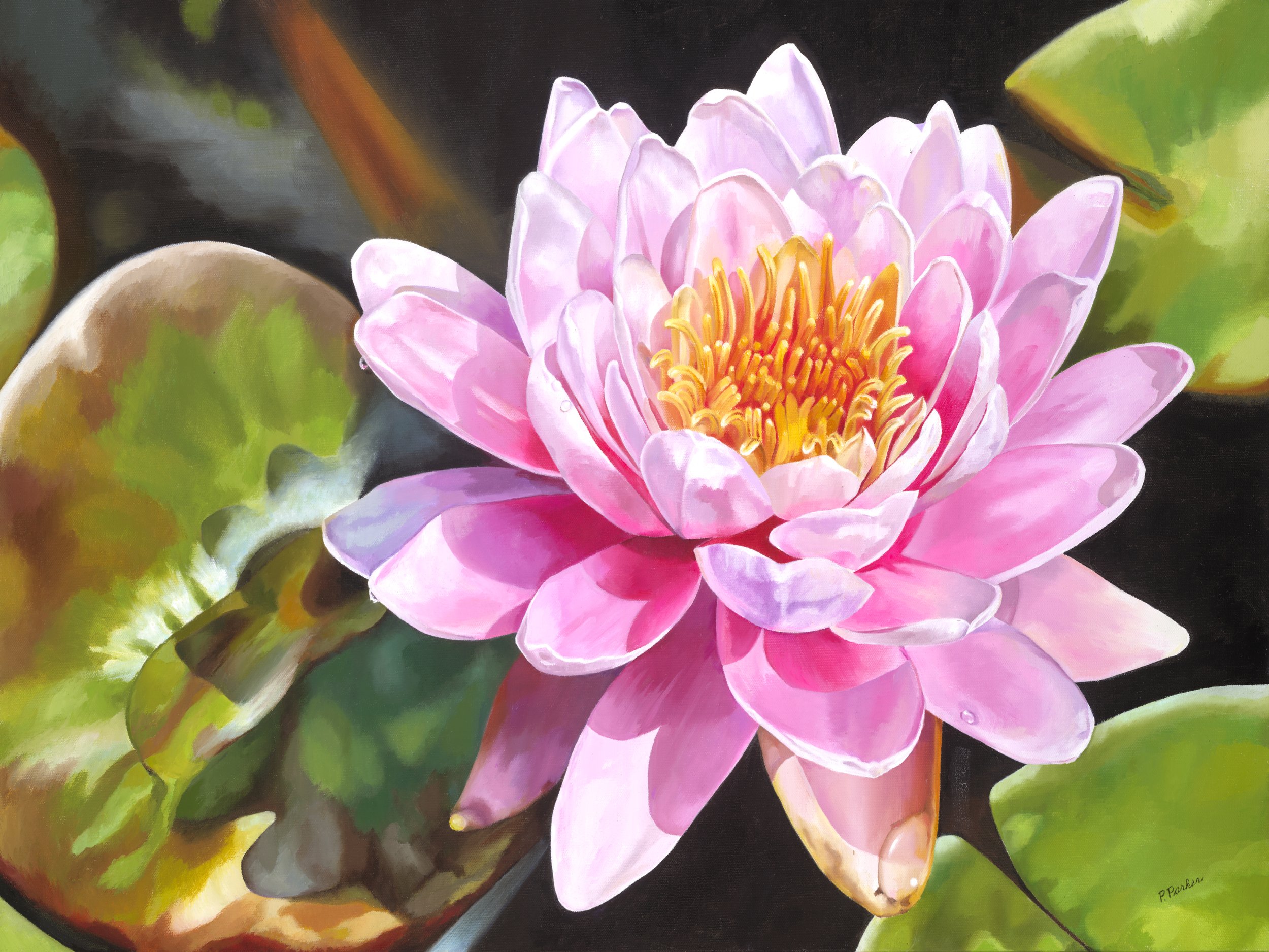 Pink Water Lily 30x40