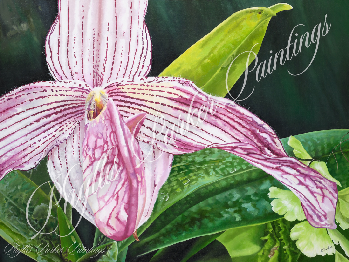 Lady Slipper Orchid 30x40 