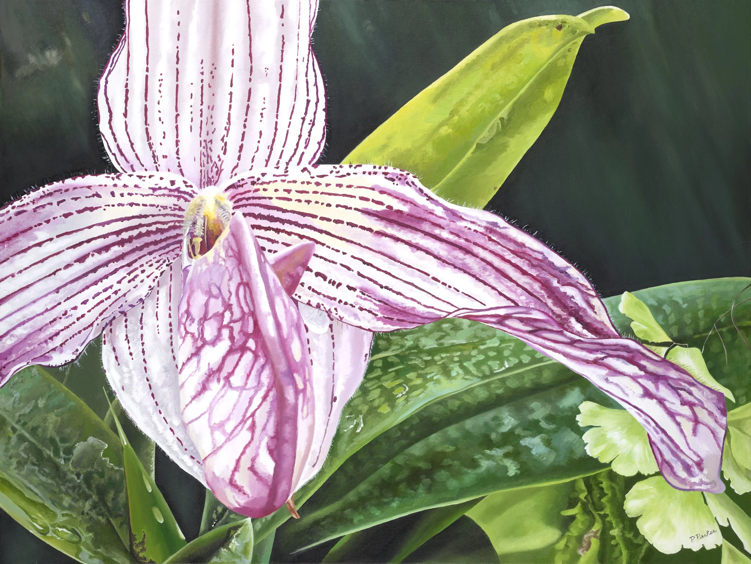 Lady Slipper Orchid 30x40 