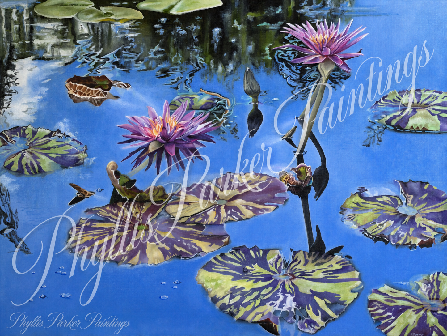 Water Lily 36x36