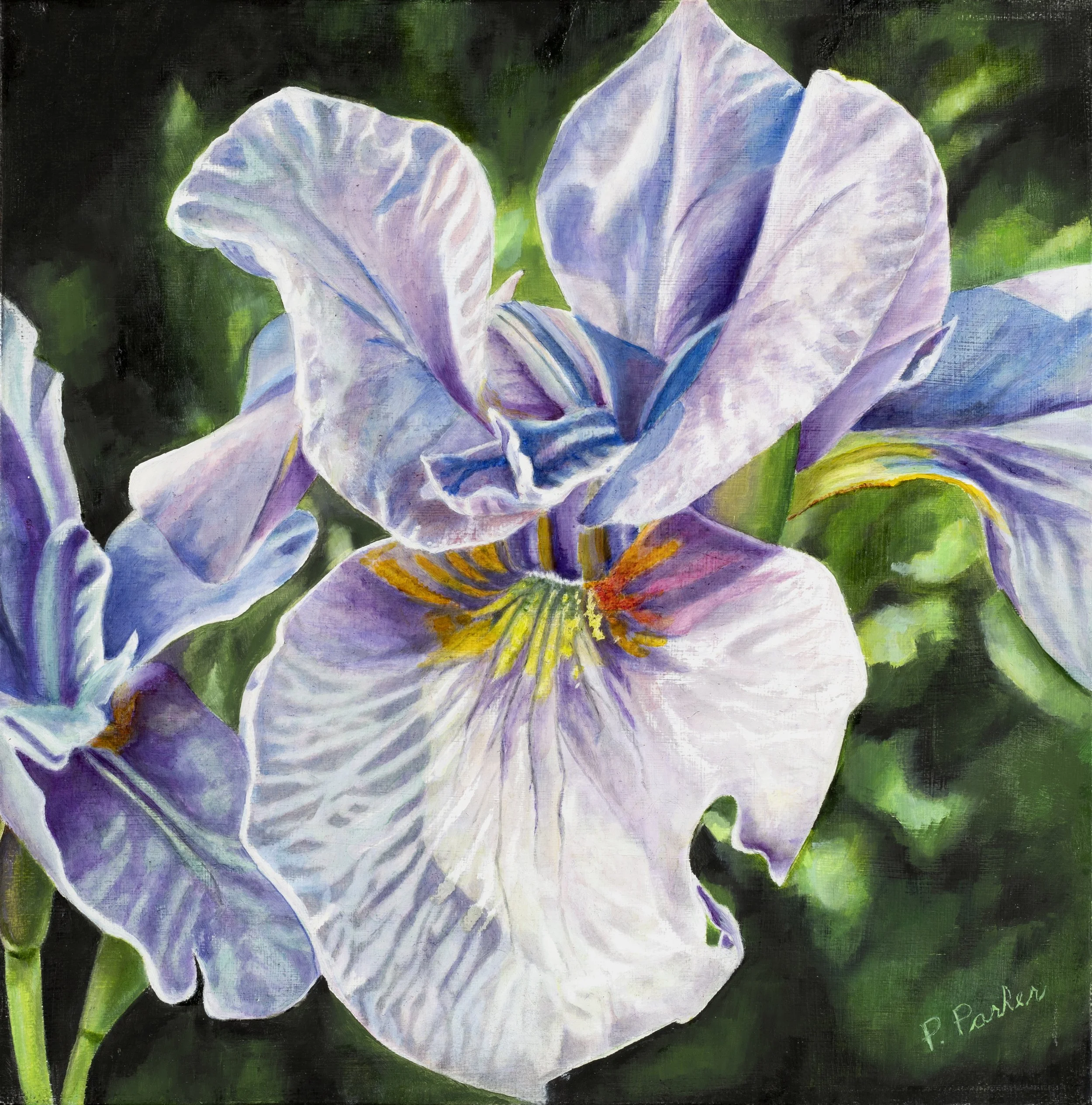 Iris 12x12