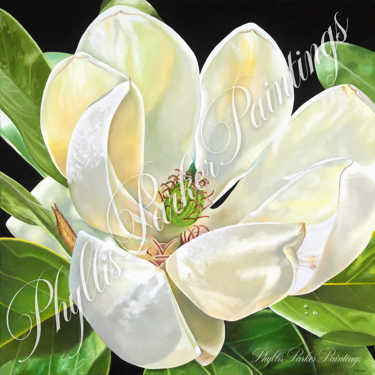 Magnolia 36x36