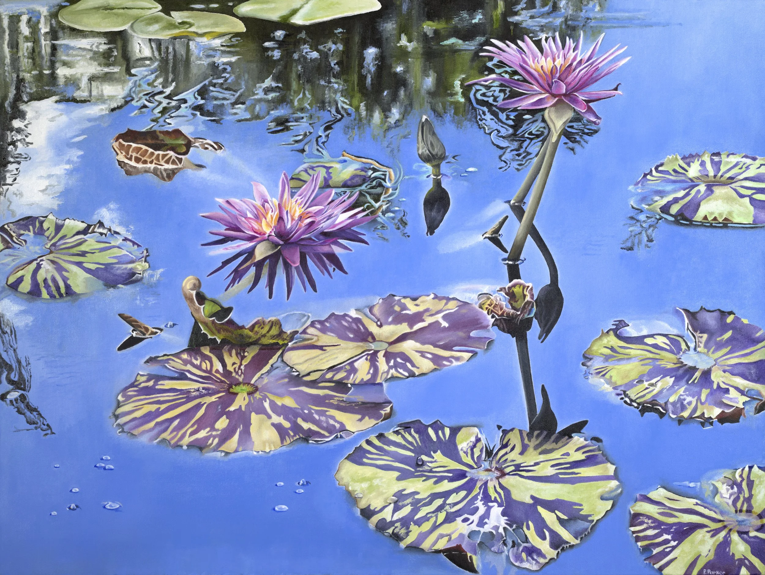 Water Lilies 30x40