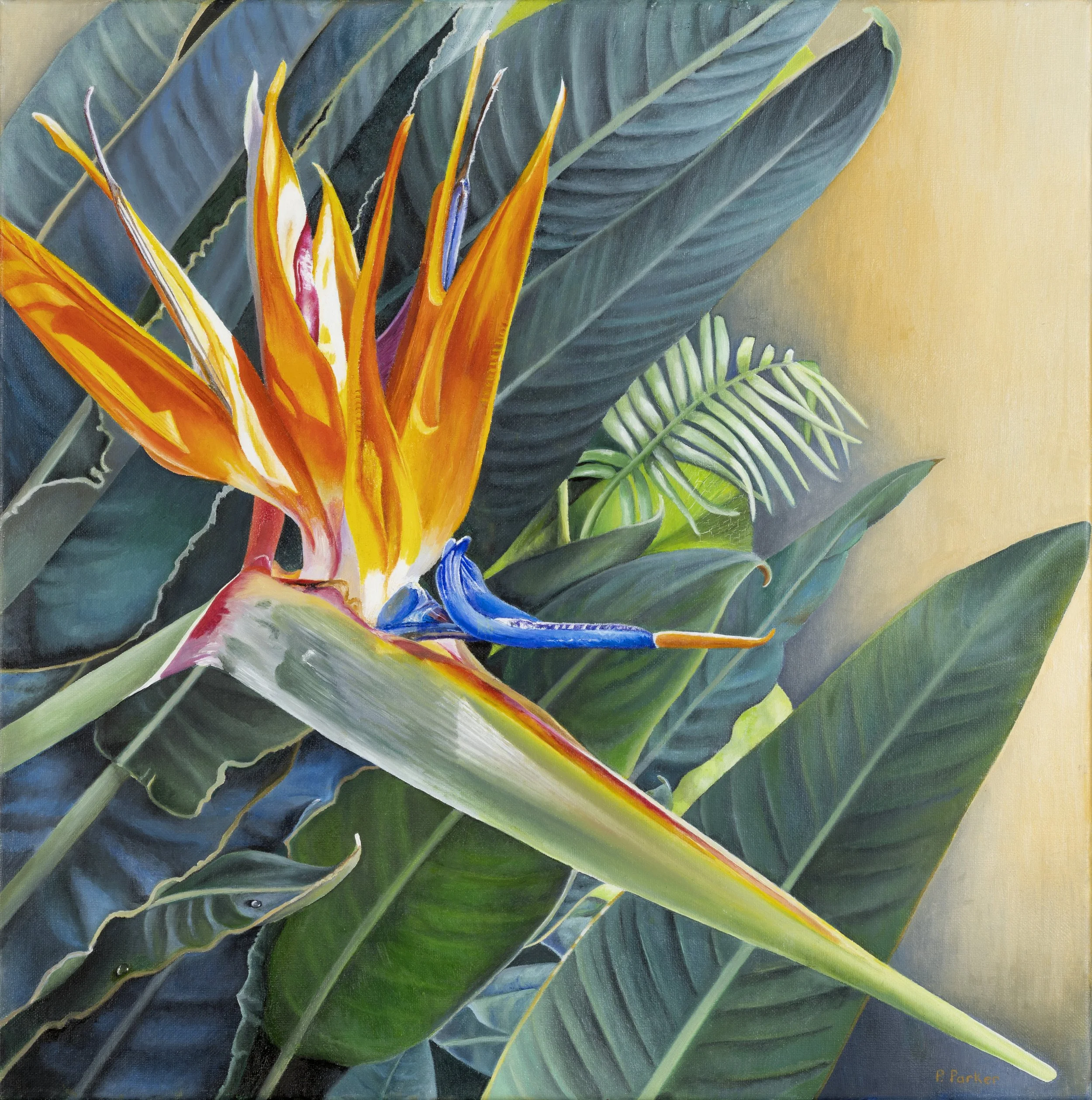 Original Painting has been sold.  Bird of Paradise 20x20