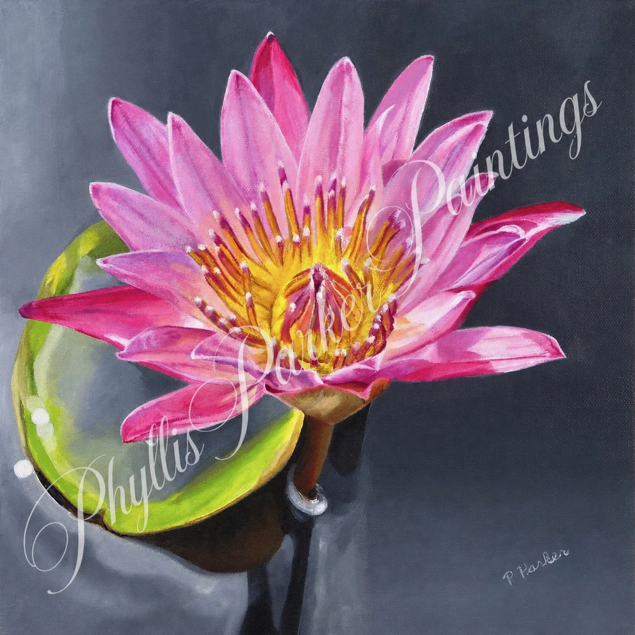 Pink Water Lily II. Oil on Canvas, 12 x 12