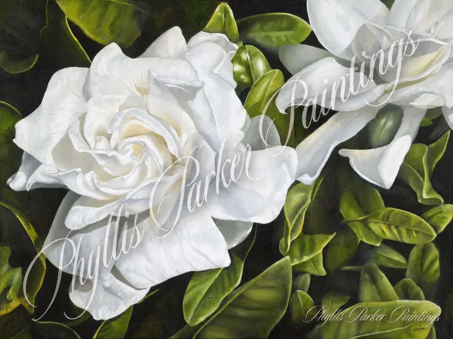 Gardenia 30x40