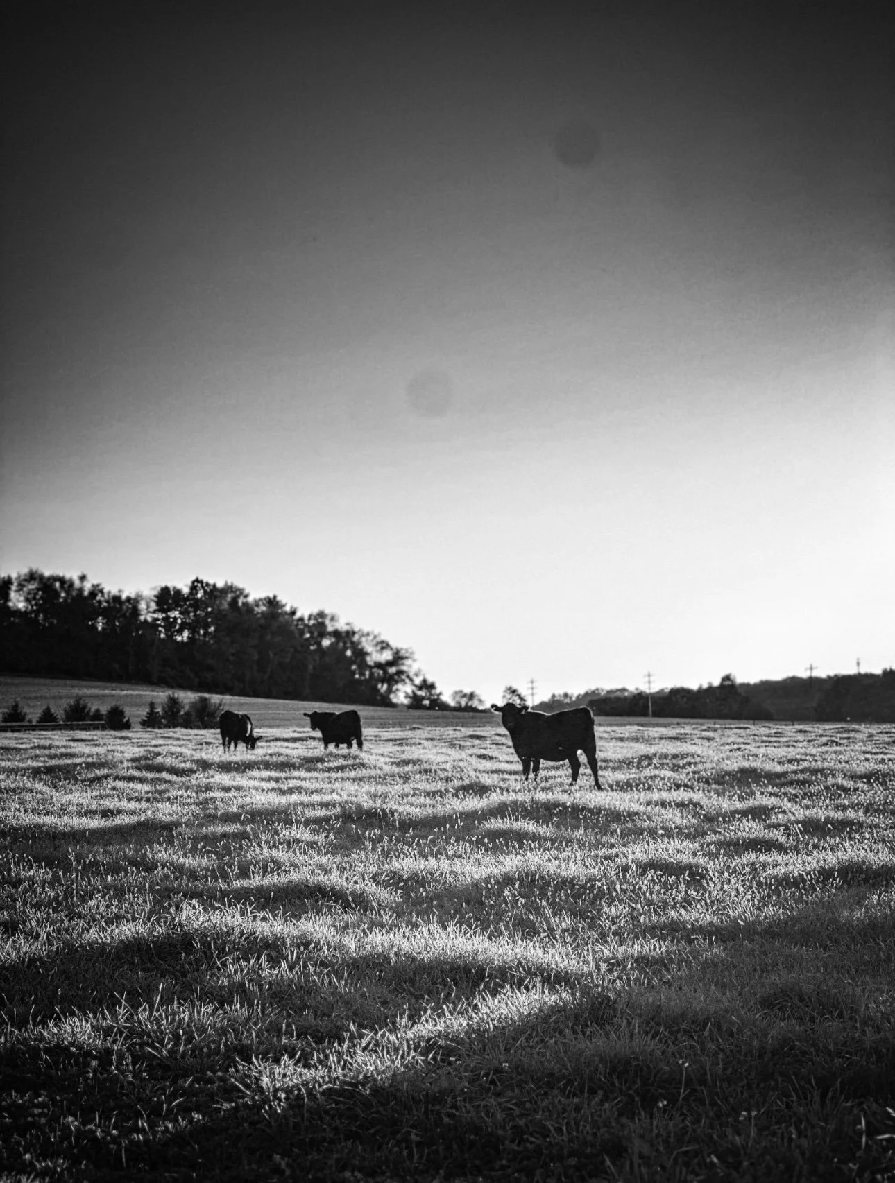 IMG_8040 (1).jpg