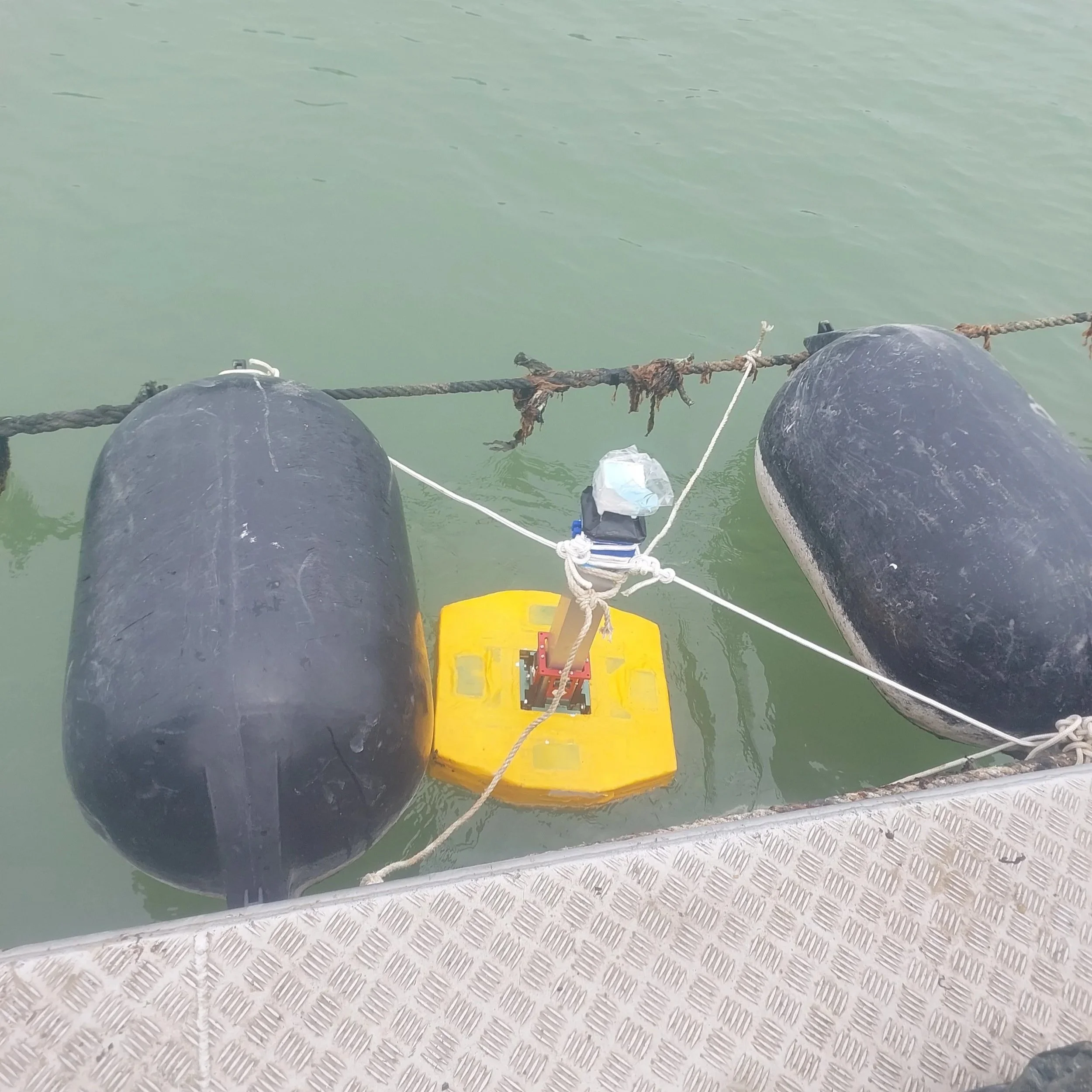 Data buoy deployment on mussel farm