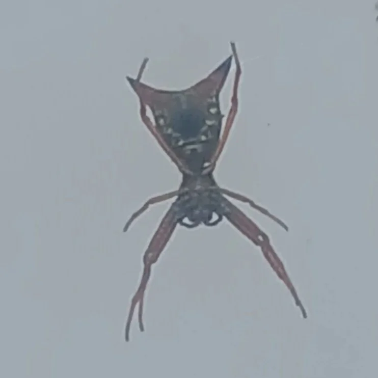 Inaturalist Project: Arrow-Shaped Orbweavers