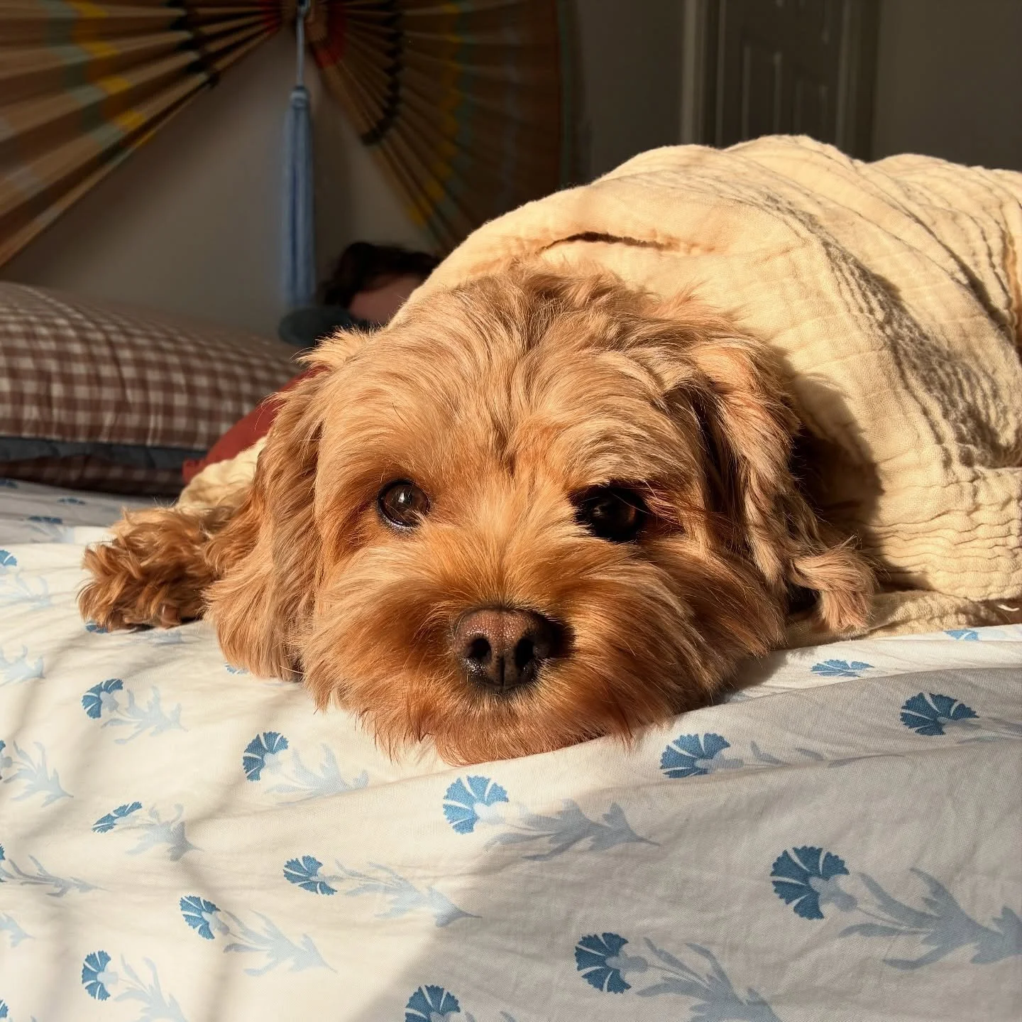 happy sleepy Sundays