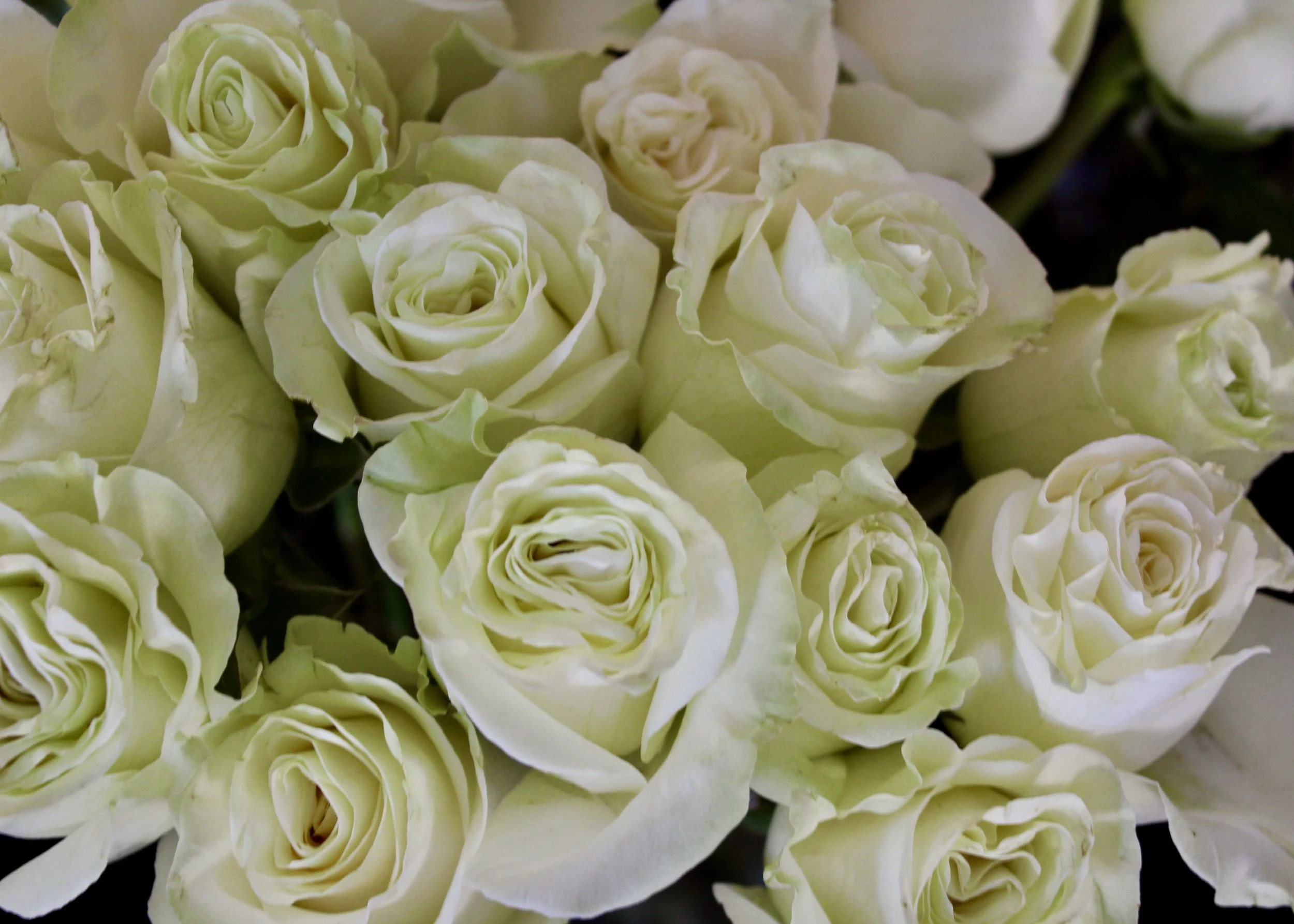 Close-up of white roses with some pink-tinged roses in the background.