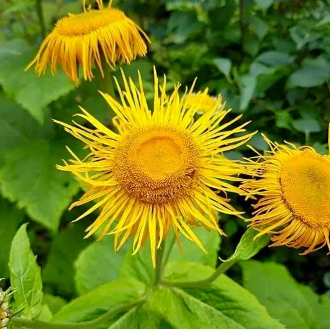 Elecampane-Flower.jpg.webp
