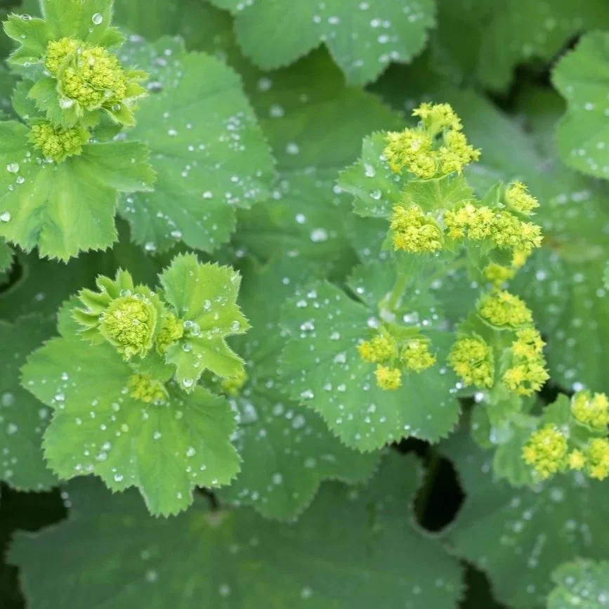 Ladys-mantle-Alchemilla-vulgaris-scaled-1300x867.jpg