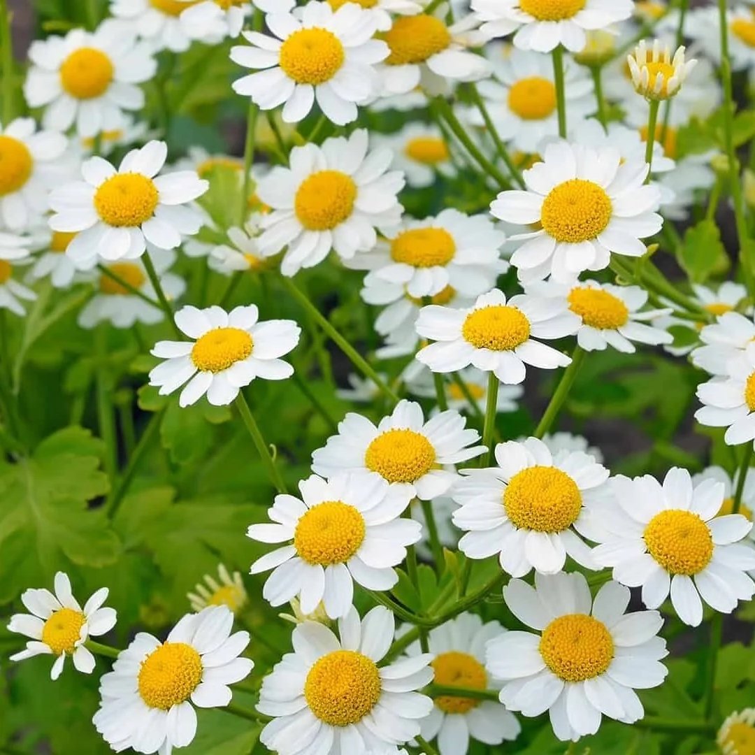 40e7161-d42f-31b4-1364-e10db6d01_herbs-feverfew-13.jpg
