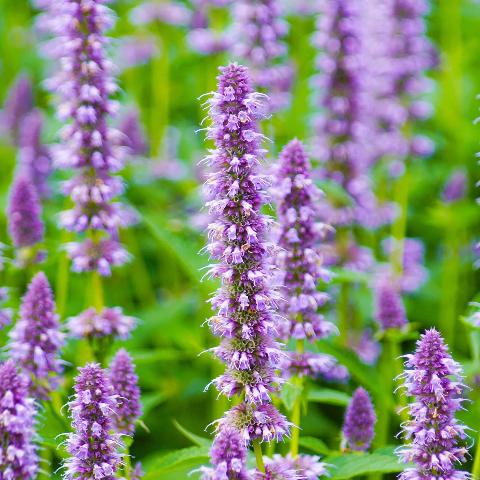 Anise Hyssop