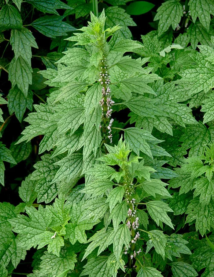 Motherwort