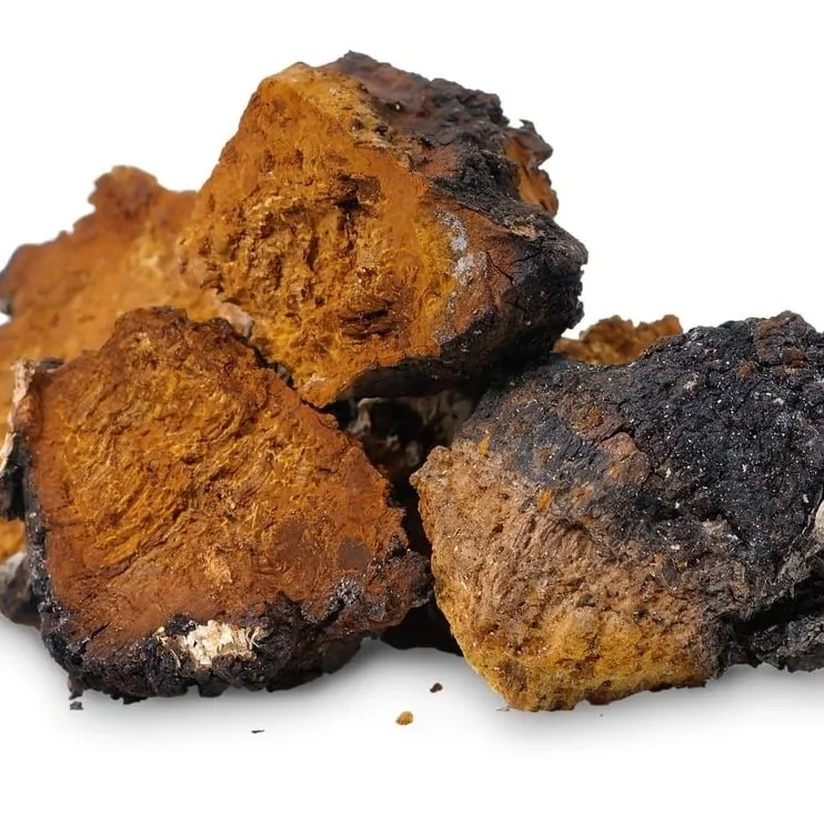 chaga-rezavec-sikmy-herpeticka-meningitida-herpes.jpg