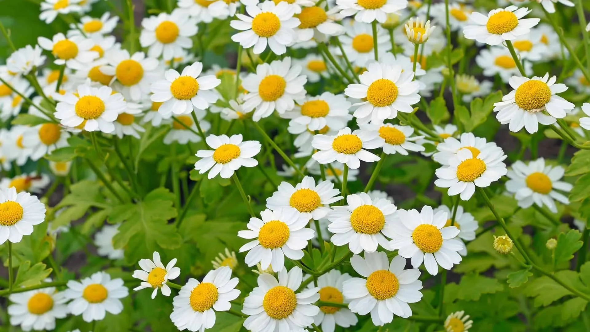 Feverfew