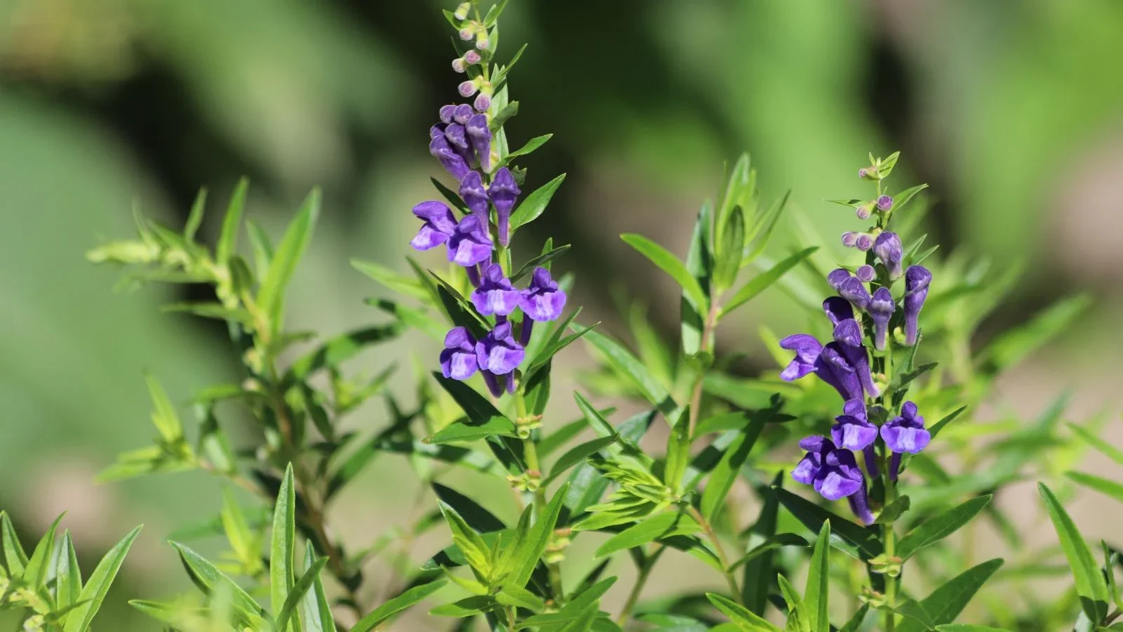 A-shot-of-several-developing-flowers-and-leaves-of-an-herbaceous-perennial.jpg.webp