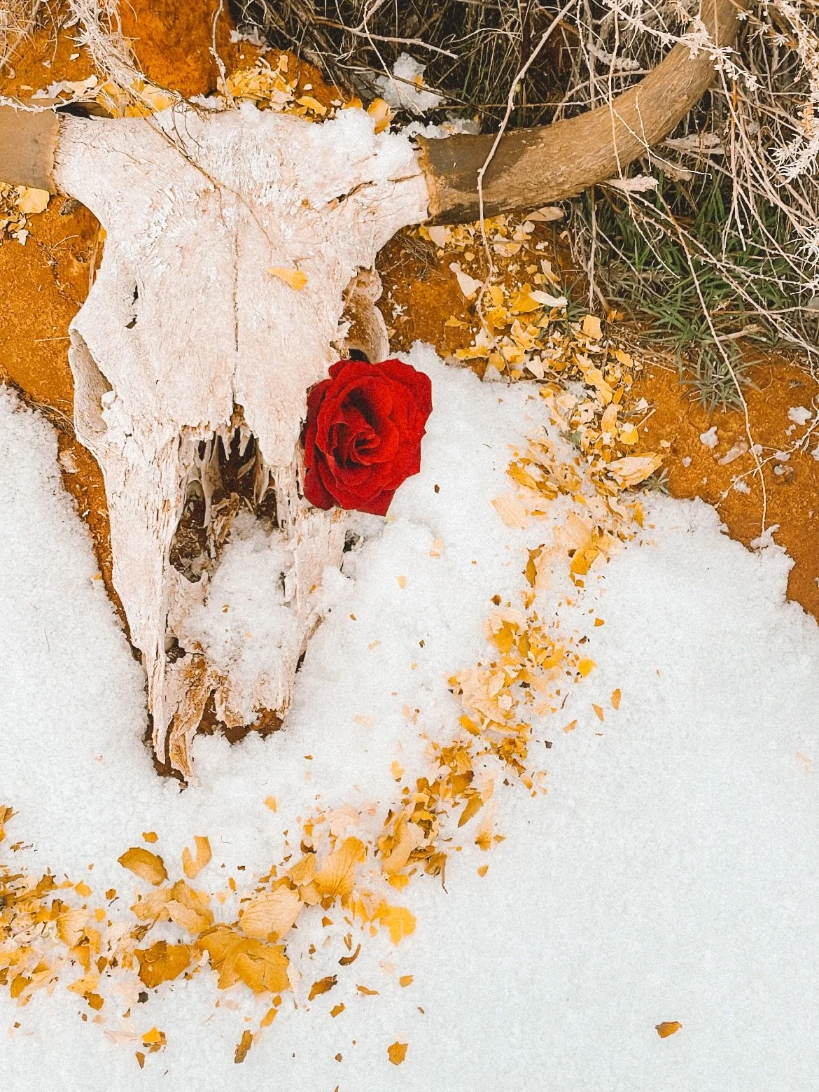 Since I last wrote here, I (in no intentional order): 
✺ Brought to completion my first business after nearly 13 years and wrote + designed a cookbook full of recipes and heartfelt reflections to honor the journey
✺ Sat in quietude with the wisdom of