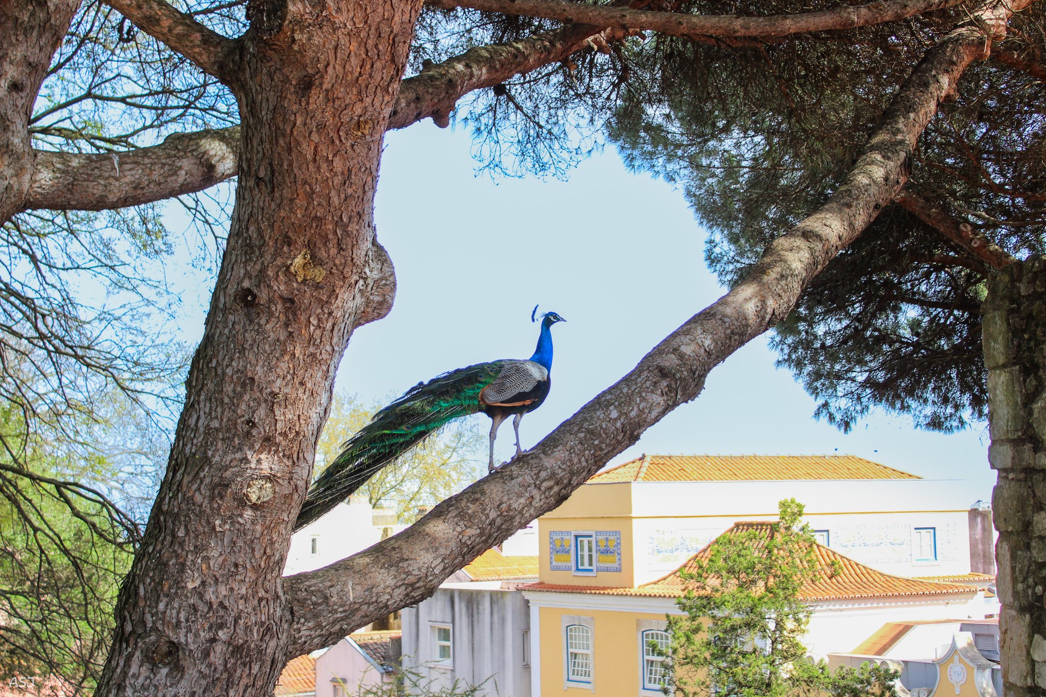 A peacock perched on a tree branch above a yellow and white building with a red-tiled roof.