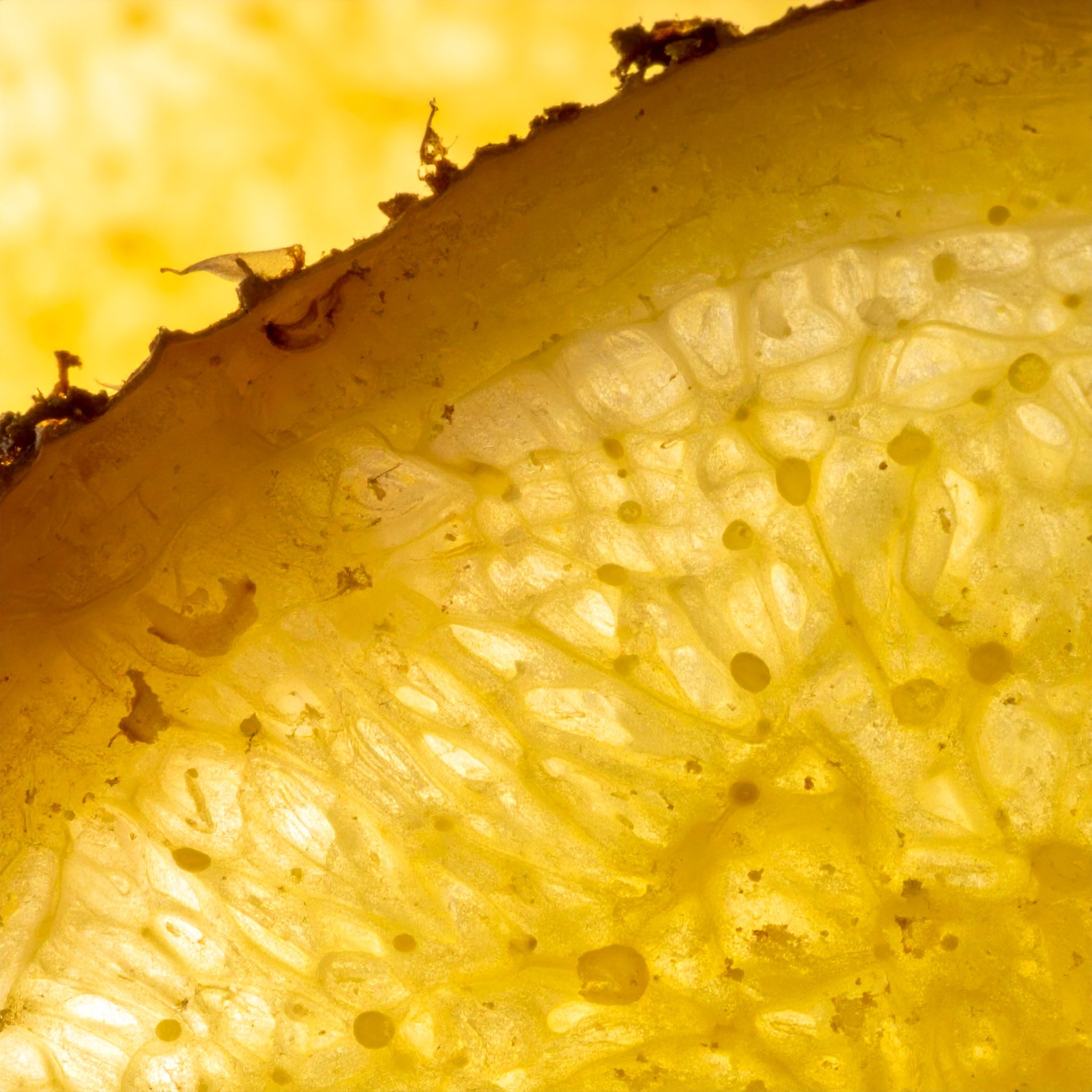 Close up macro image of a cross section slice of ginger root