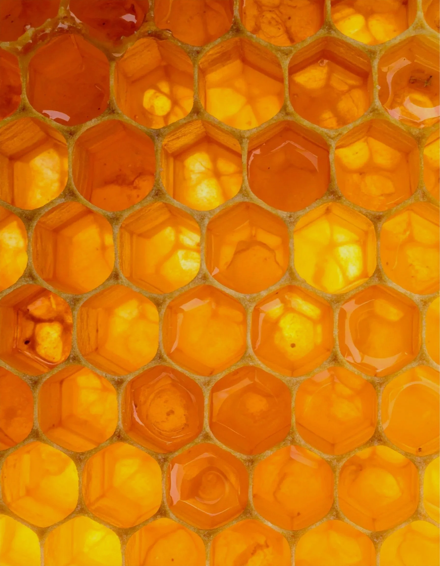 Close up image of honey comb filled with golden honey