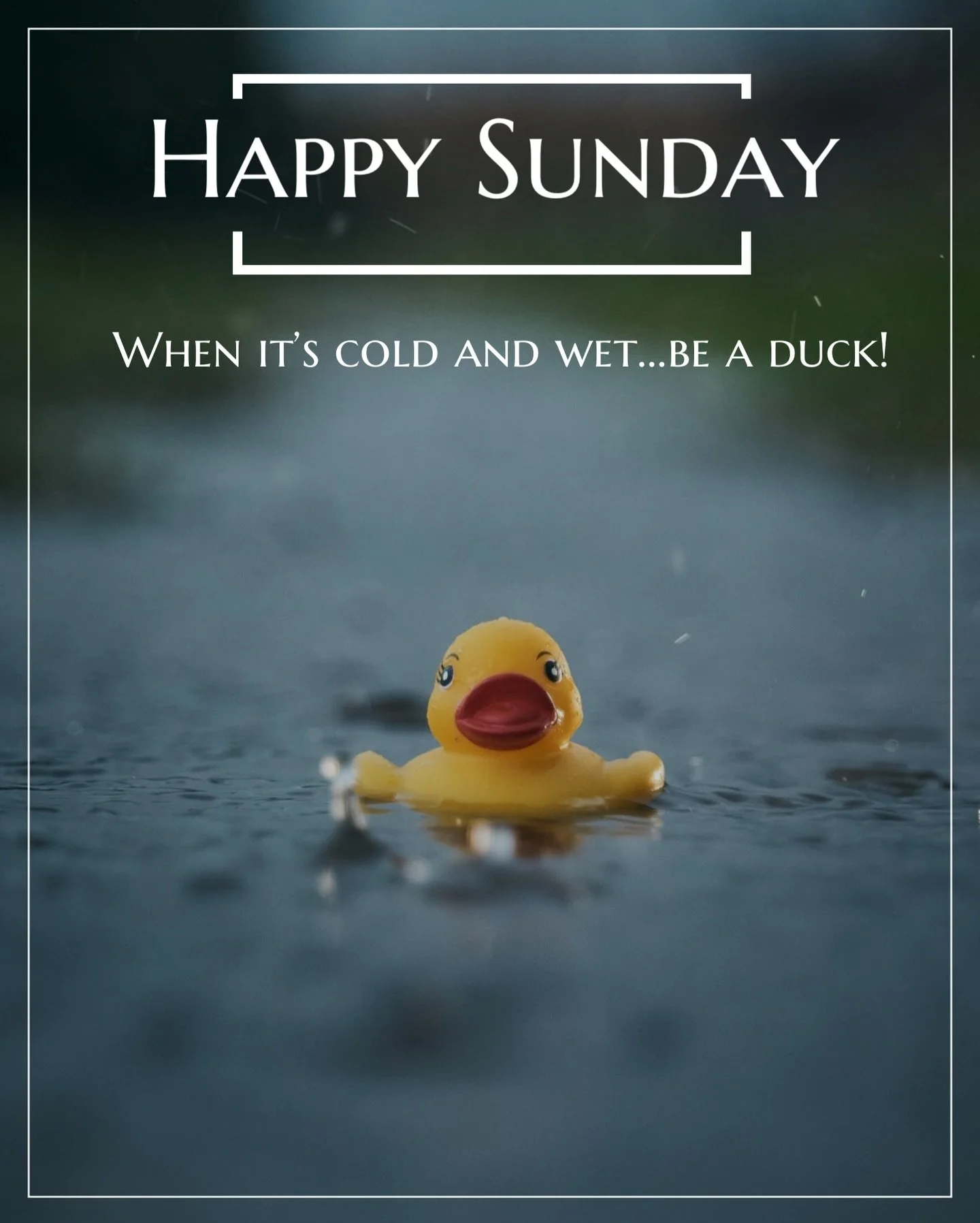 It&rsquo;s blowing a hoot!!! Hey, that&rsquo;s what the weather does. My advice just pretend you&rsquo;re a duck! 🦆and keep making memories 💨🌧️&hearts;️

#bournemouth #rainyday #winter #ducks