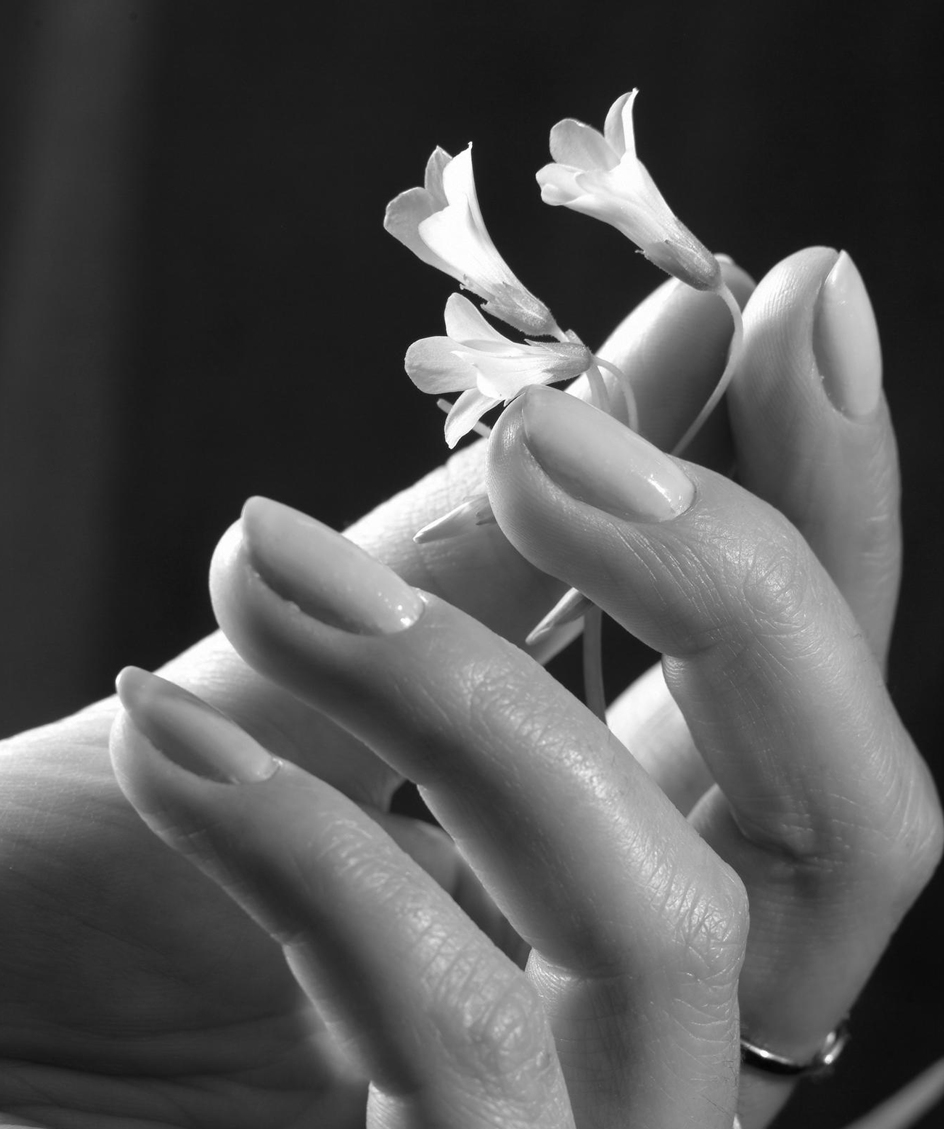 A close-up black and white photo of a hand with well-manicured nails holding a small flower.