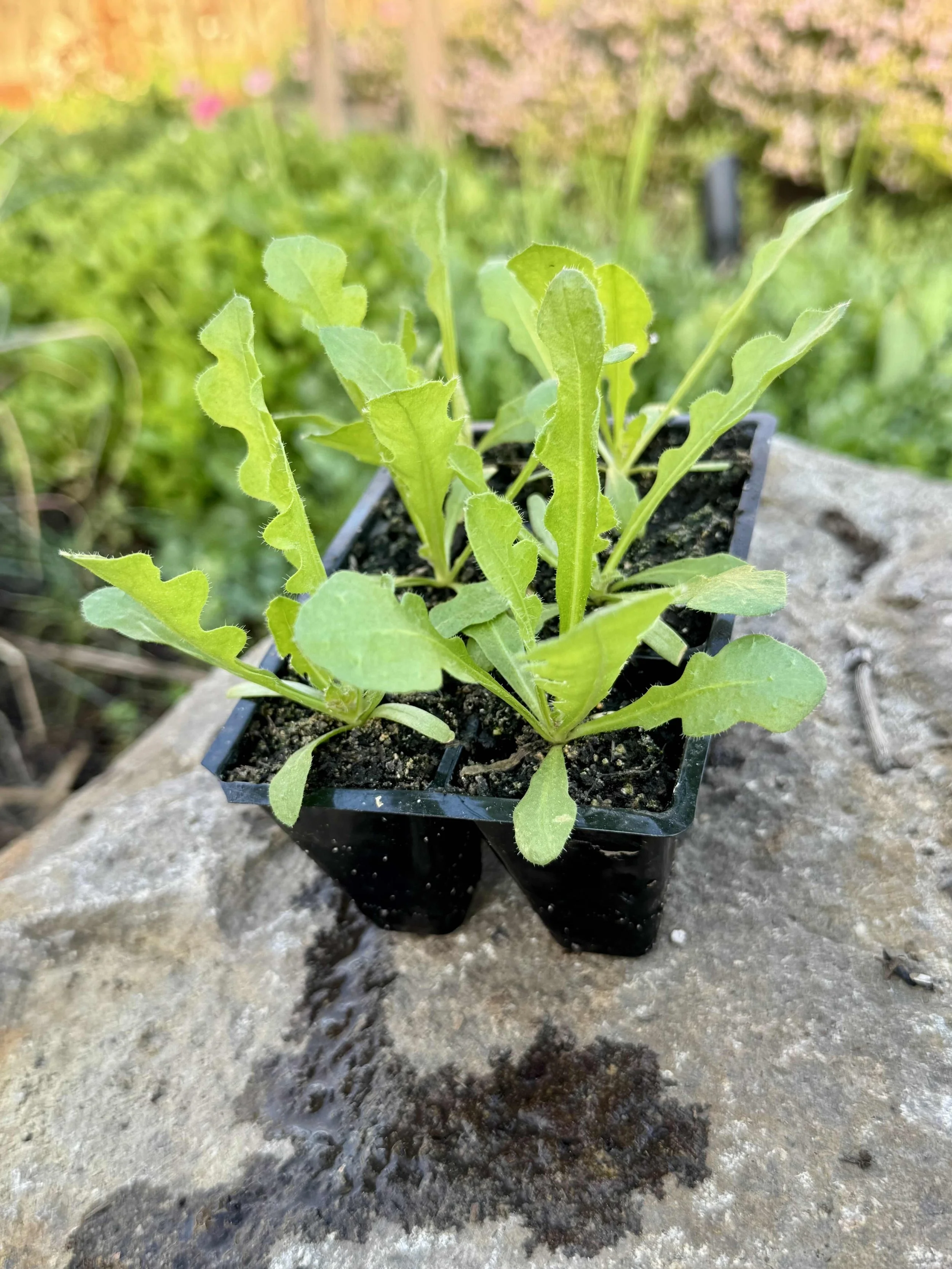 heavenly blue statice seedling 2026.jpg