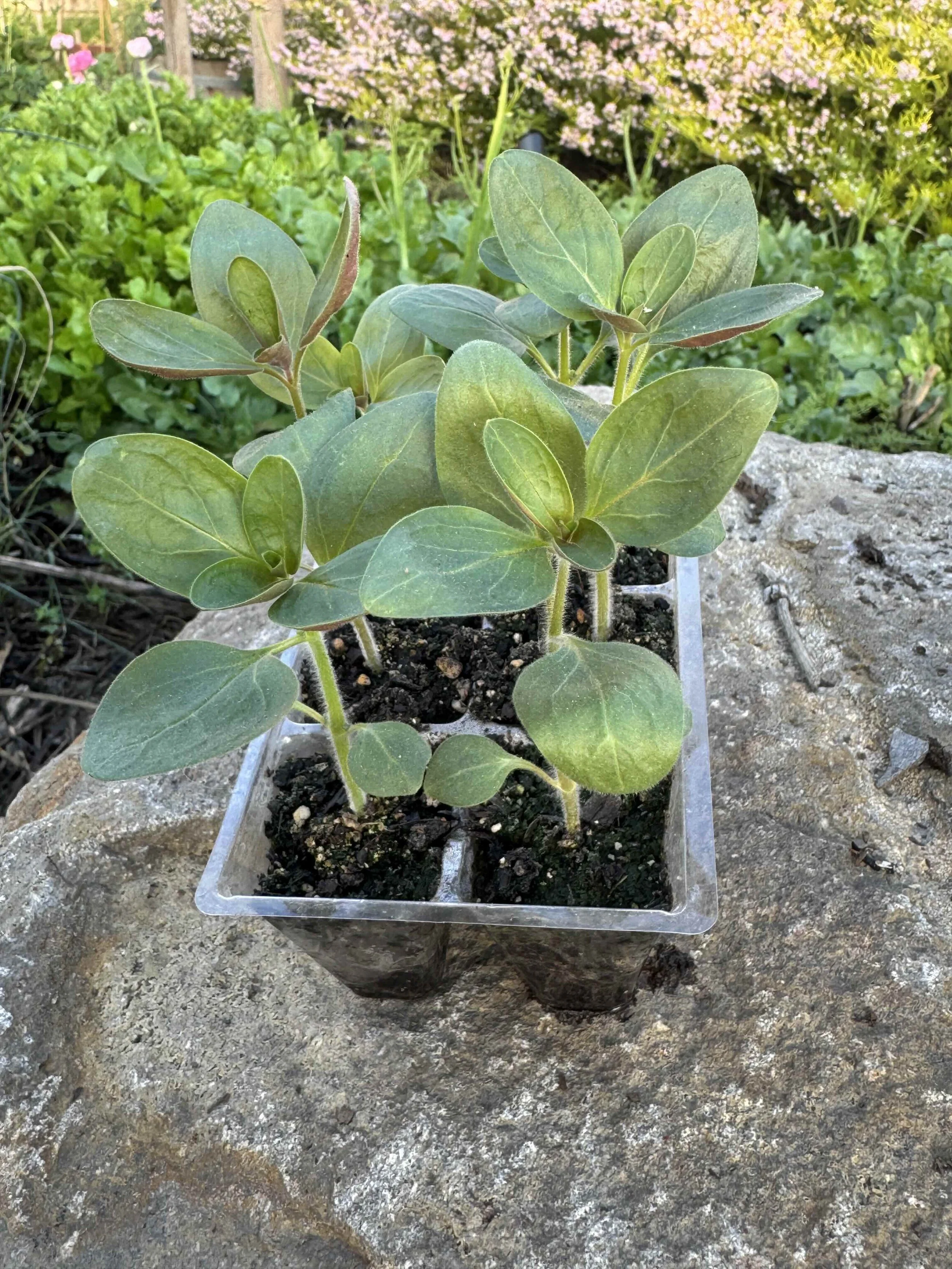 madame butterfly seedling 2026.jpg