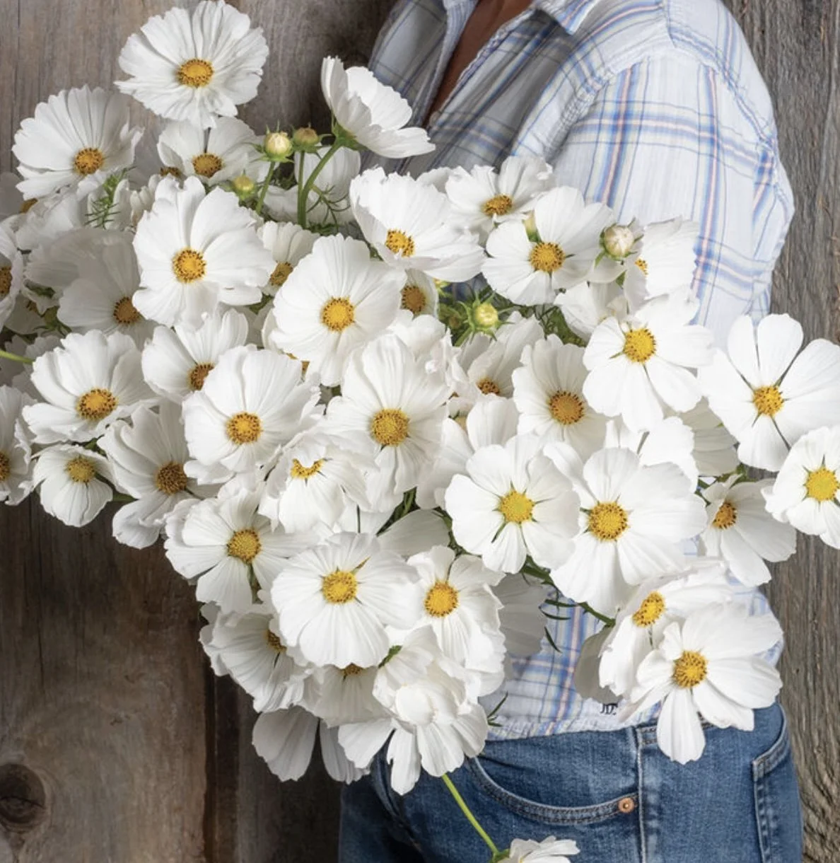 Cosmos - Afternoon White