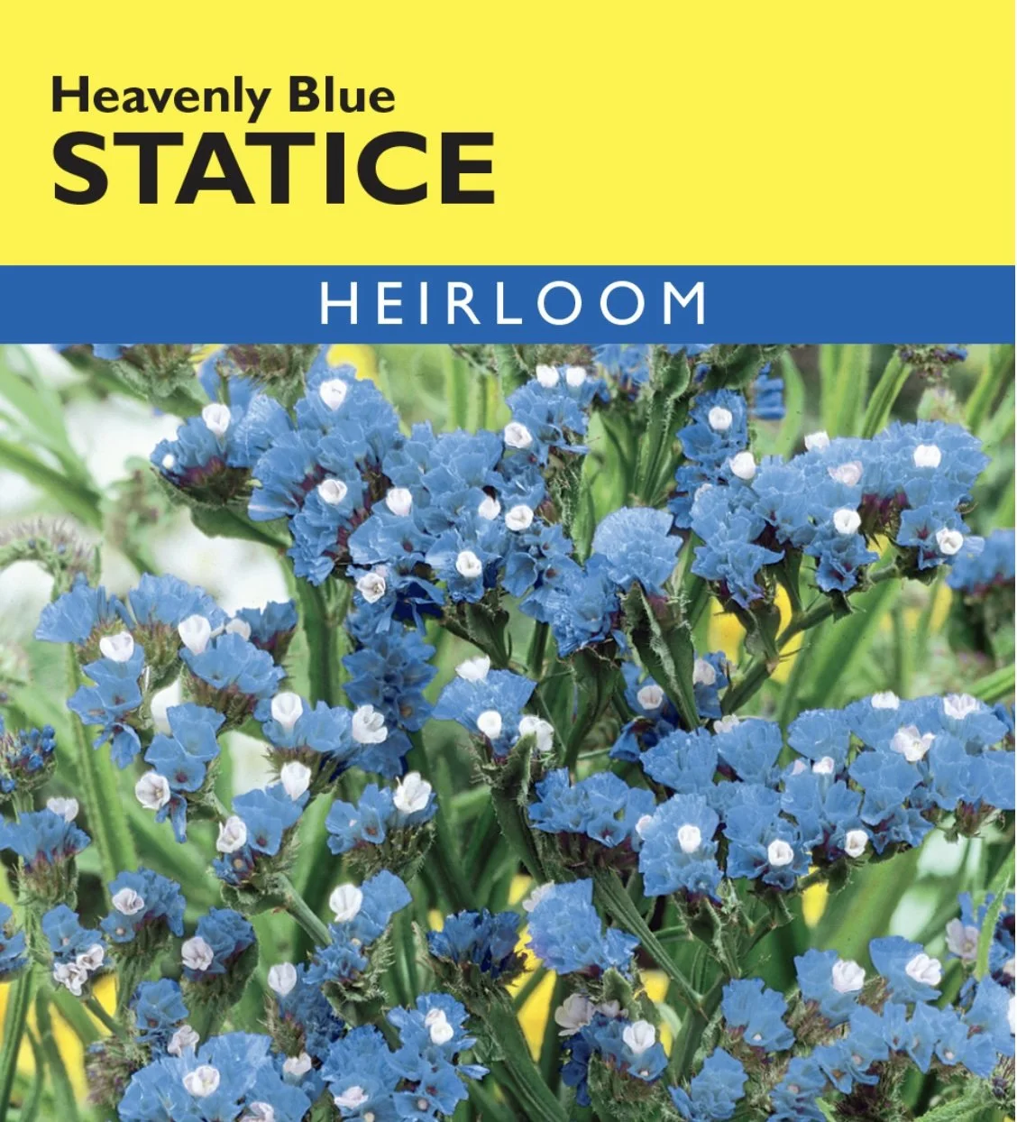 Statice - Heavenly Blue