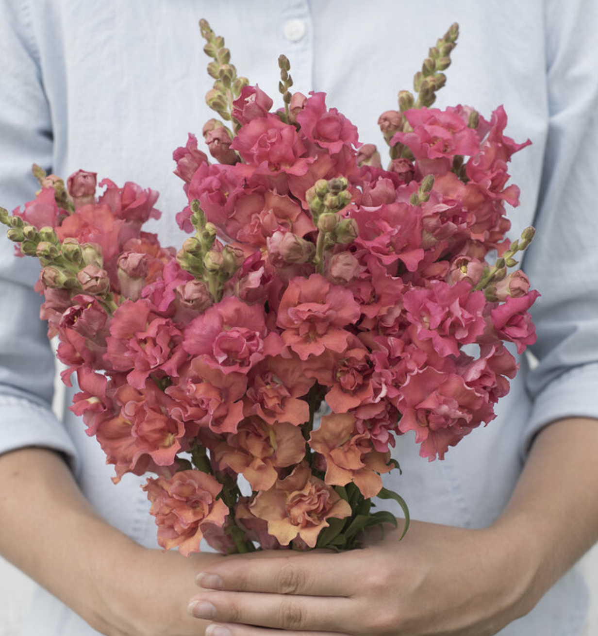 Snapdragon - Madame Butterfly Bronze with White