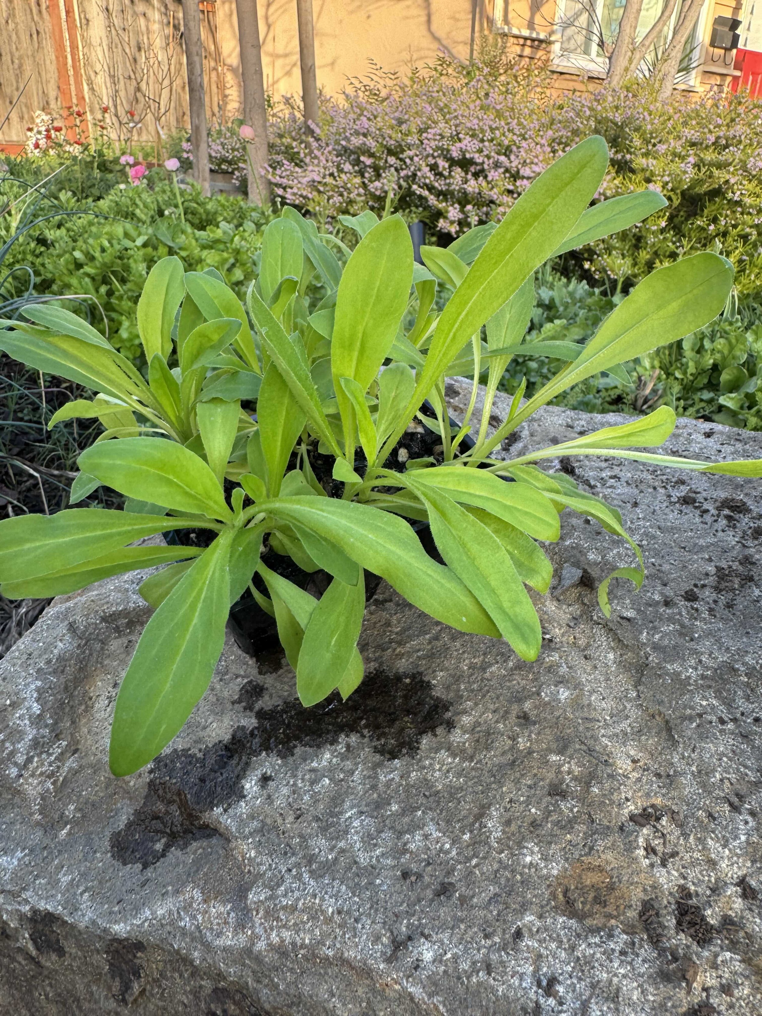 strawflower seedling 2026.jpg