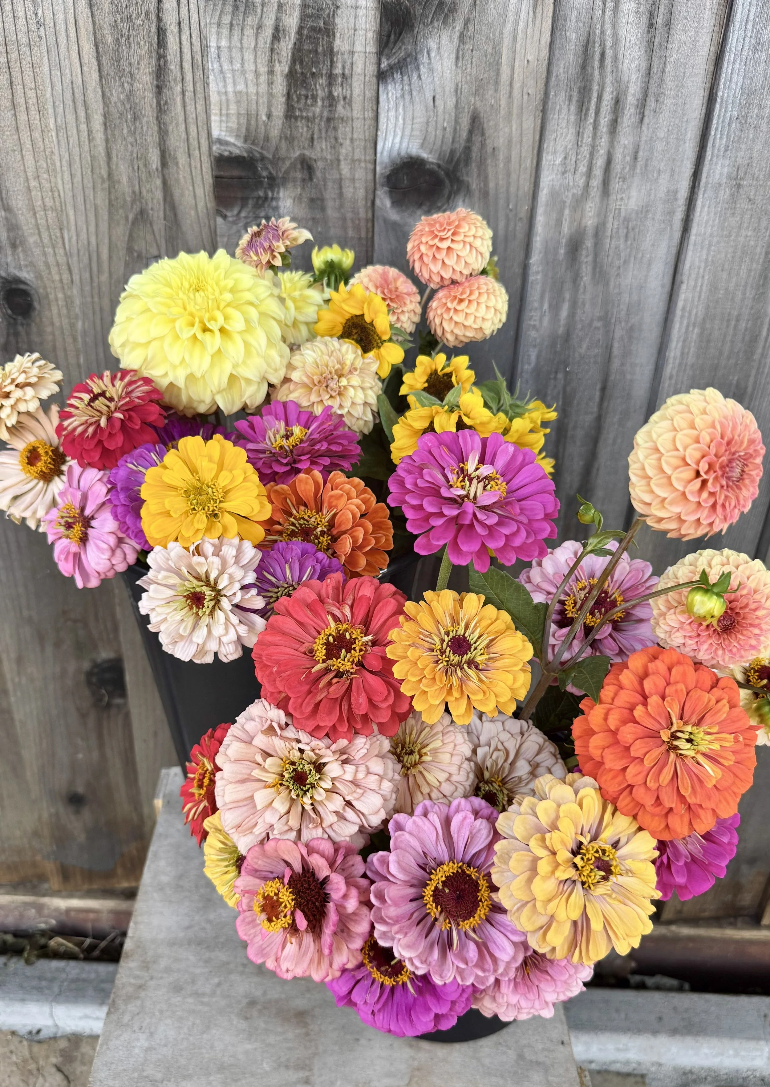 orange, pink, red zinnias and dahlias