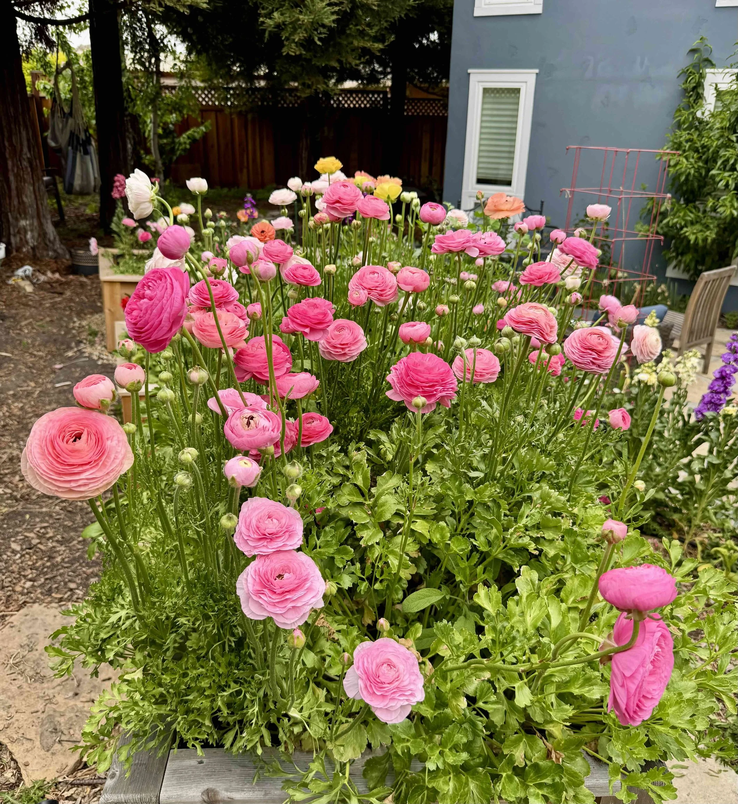 pink flowers in a garden bed