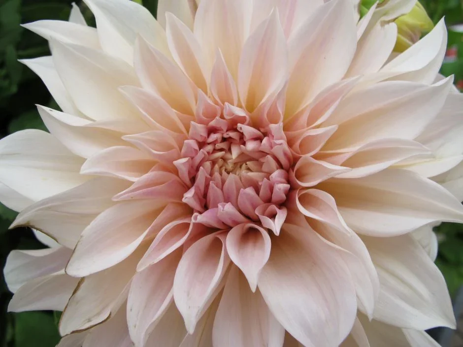 Dahlia - Cafe Au Lait