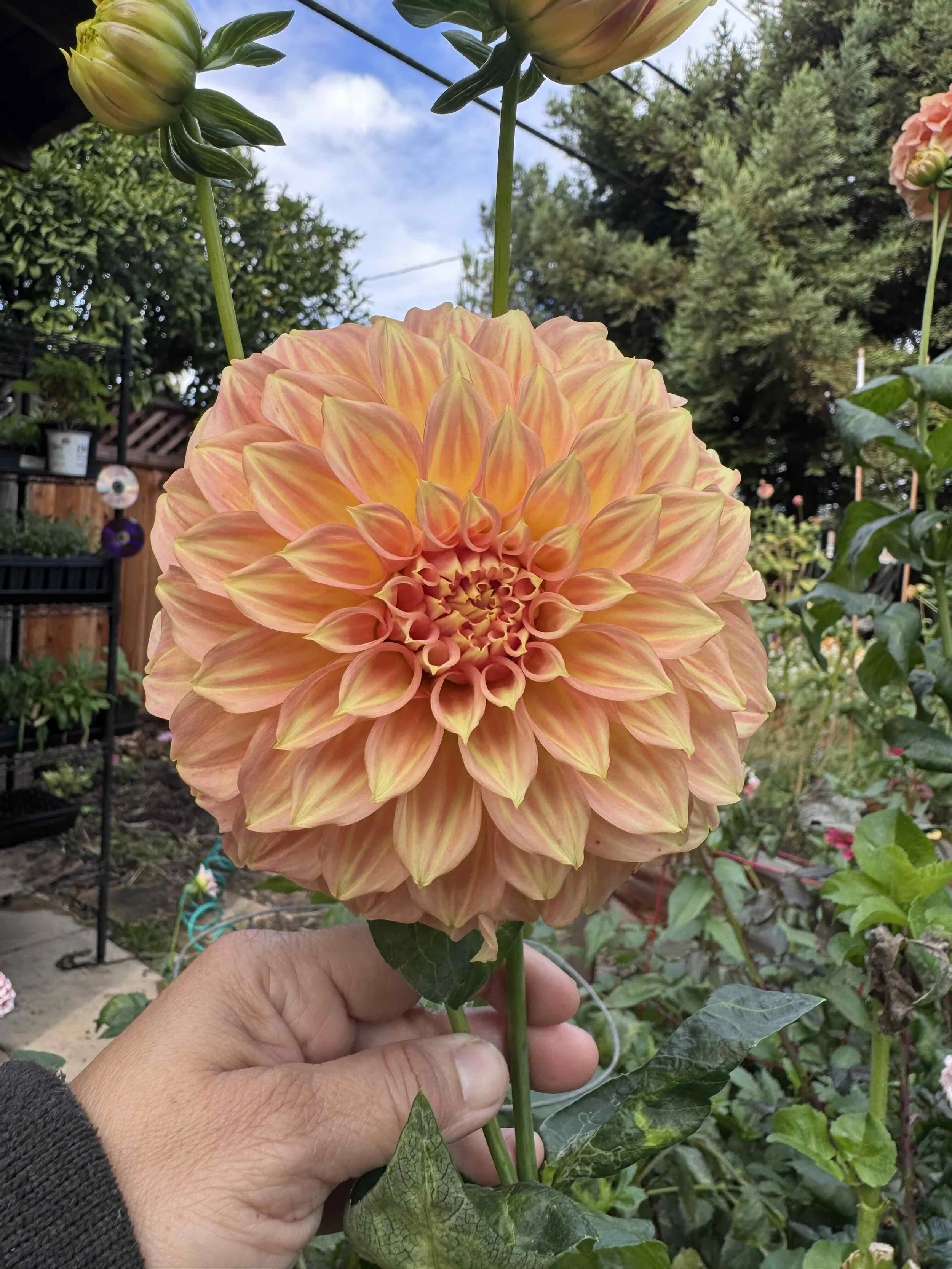 delicately striped apricot and orange hued dahlia in full bloom in the garden