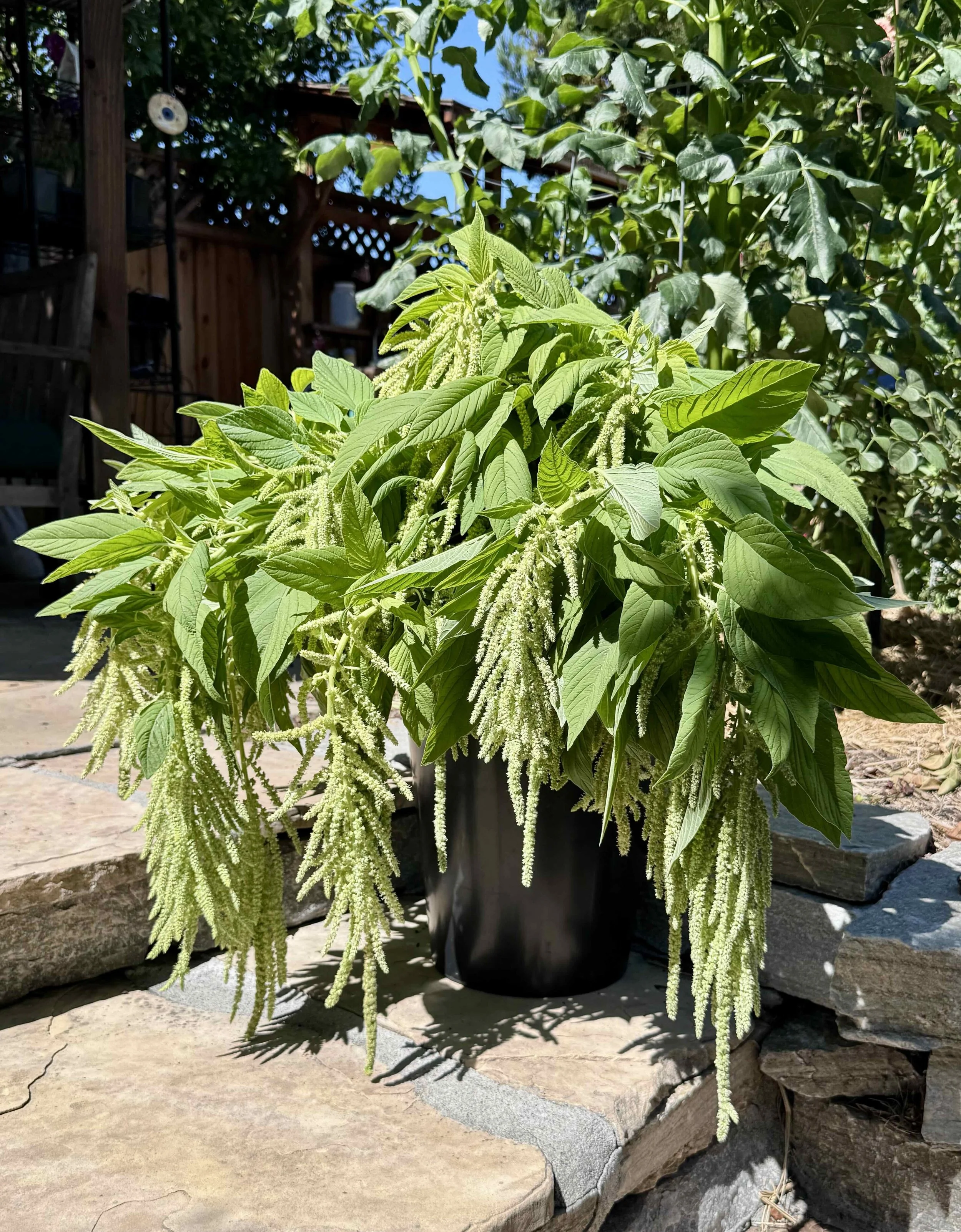 green amaranth.jpg