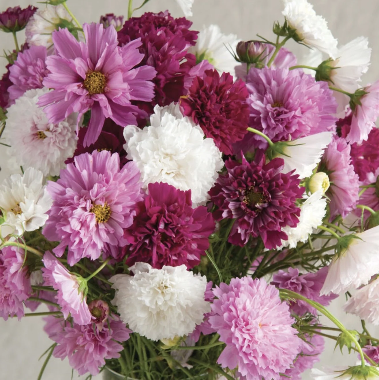 Cosmos - Double Click Mix