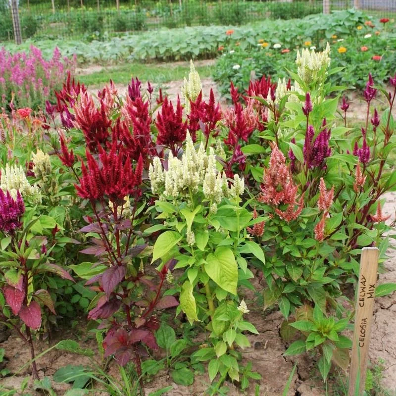 Celosia - Celway Mix
