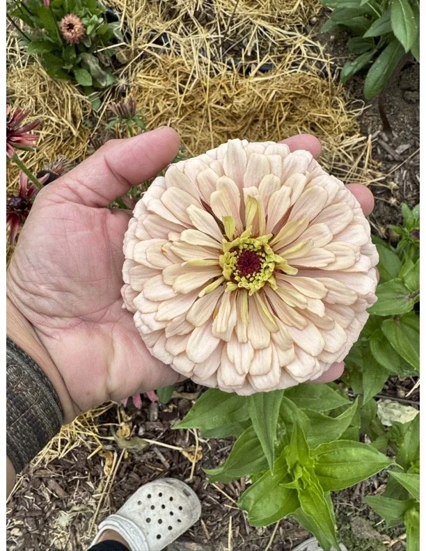 Zinnia - Pastel Tones