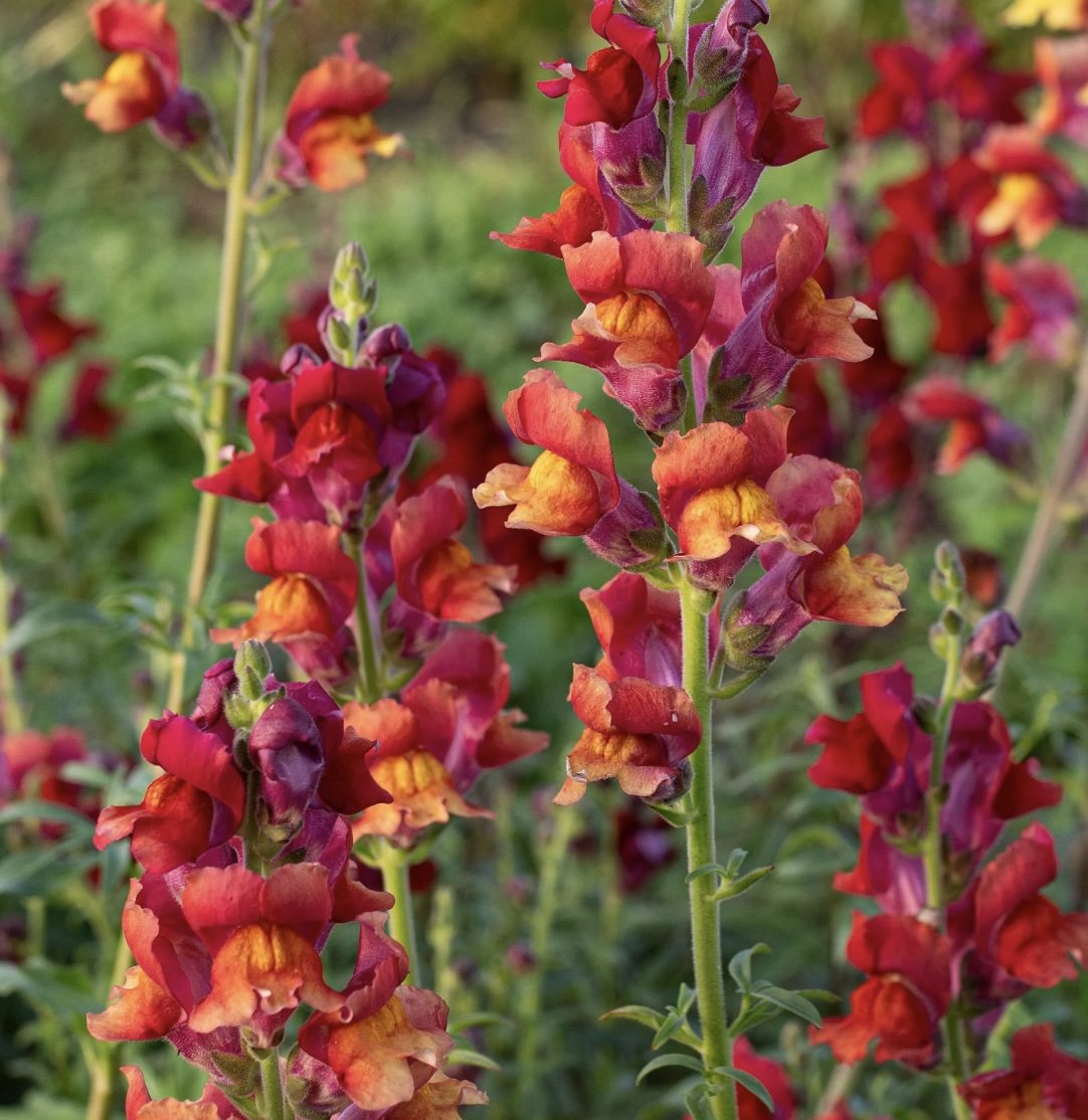 Snapdragon - Copper Queen