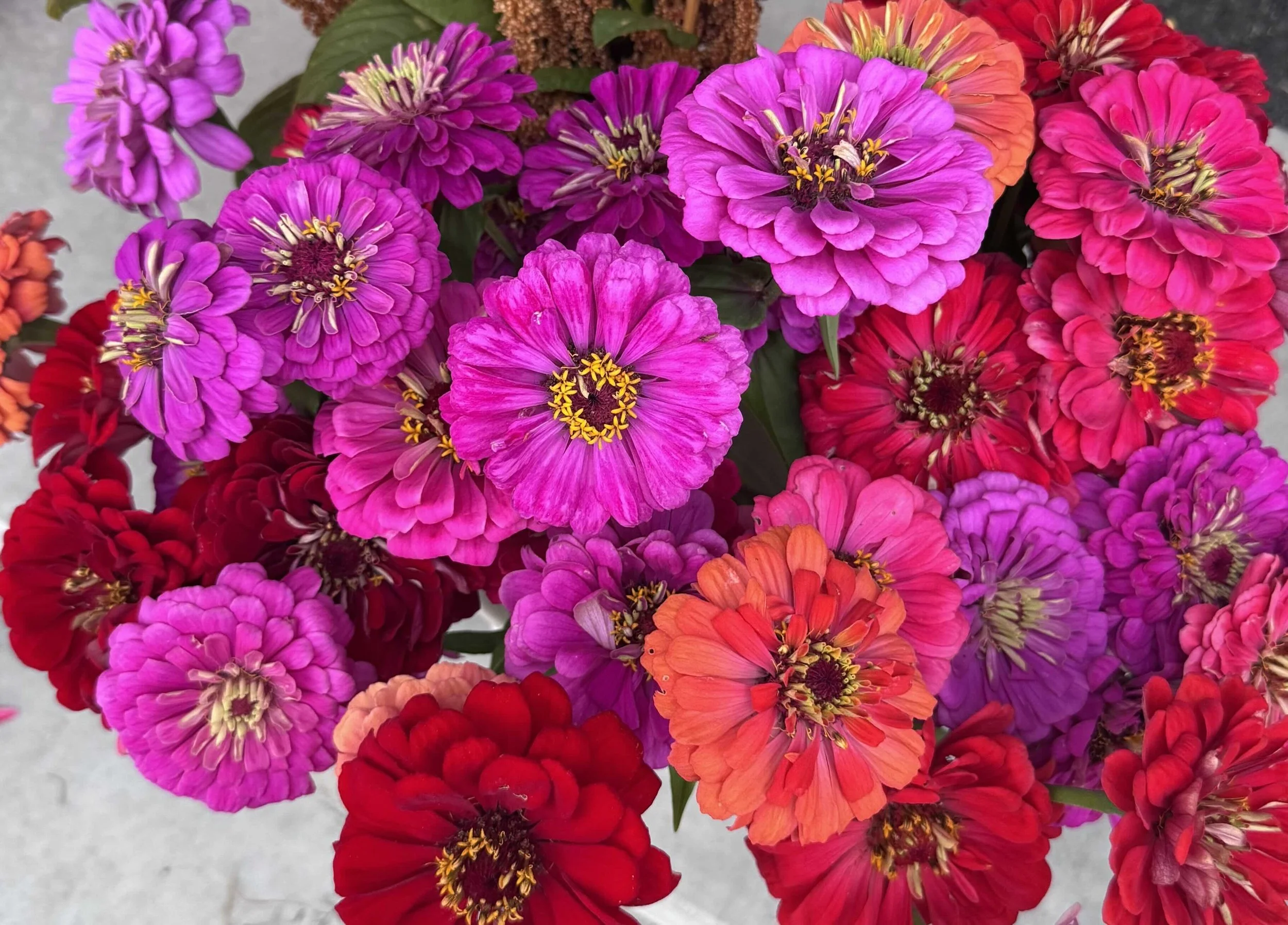 Zinnias - Bright (Benary Giant Mix)